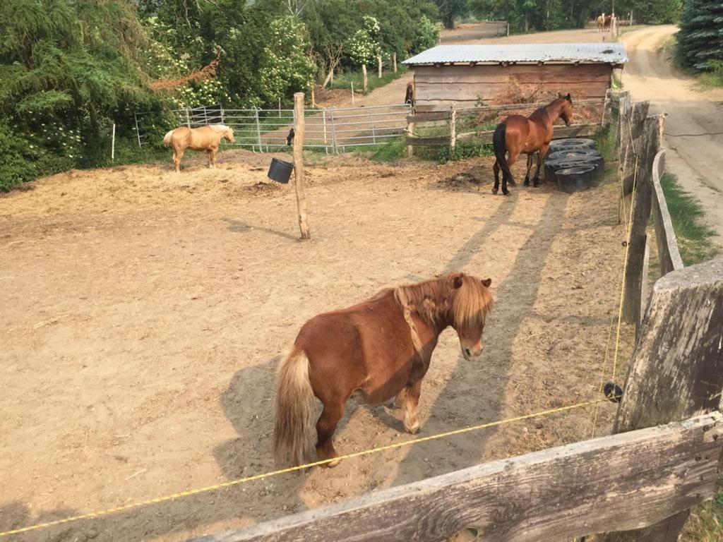 Grosse Wohnung / Haushaelfte In Peetzig Am See 안게르문데 외부 사진